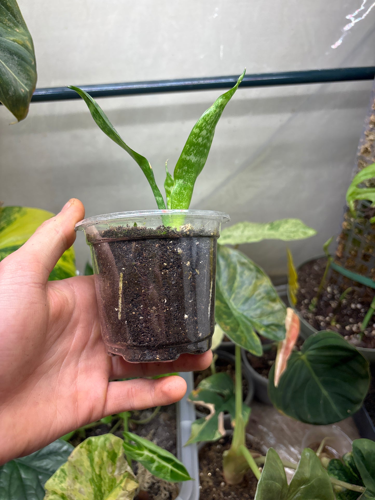 Sansevieria - Langue de Belle-Mère