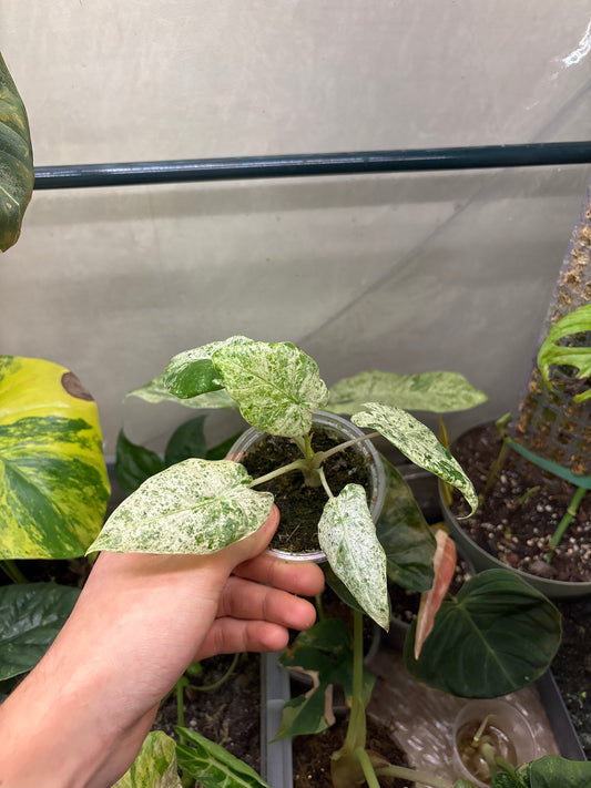 Alocasia Batik Variegata - Plante Rare Panachée
