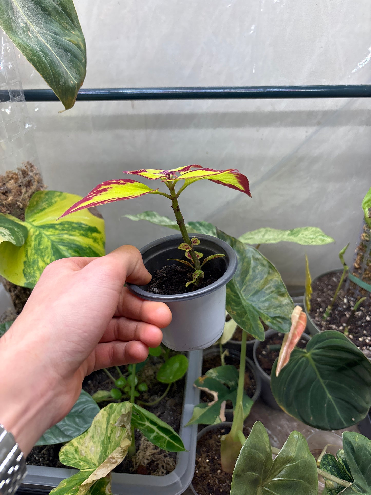 Coleus - Plante d'Intérieur Colorée