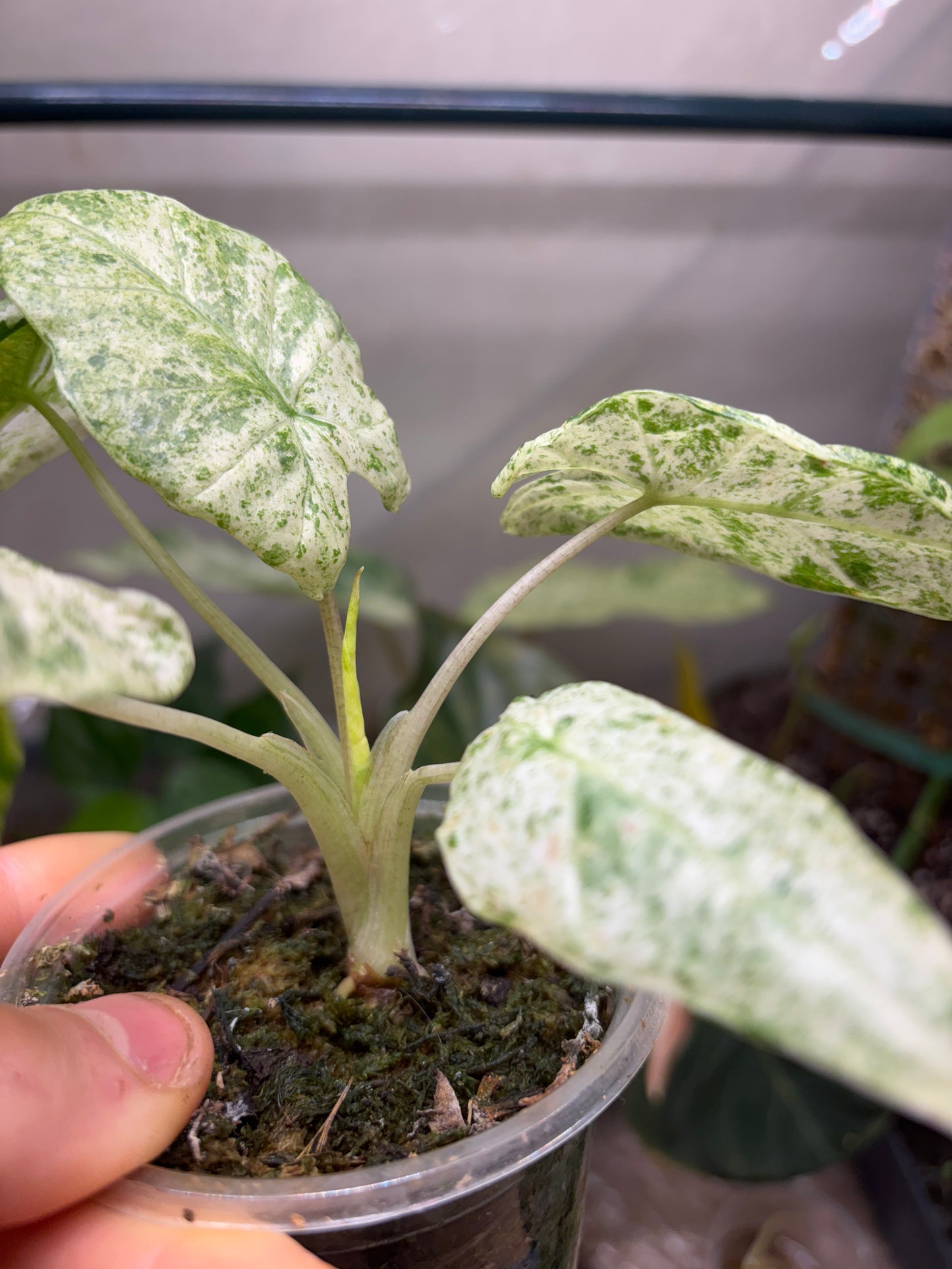 Alocasia Batik Variegata - Plante Rare Panachée