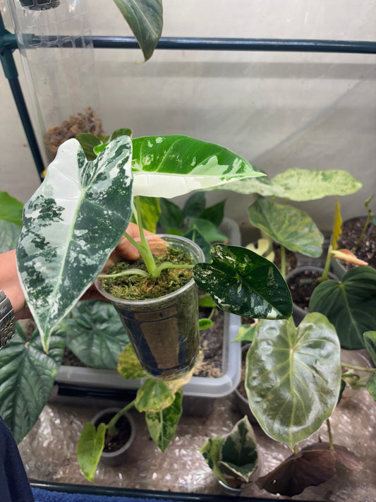 Alocasia Frydek Variegata - Plante Rare d'Intérieur