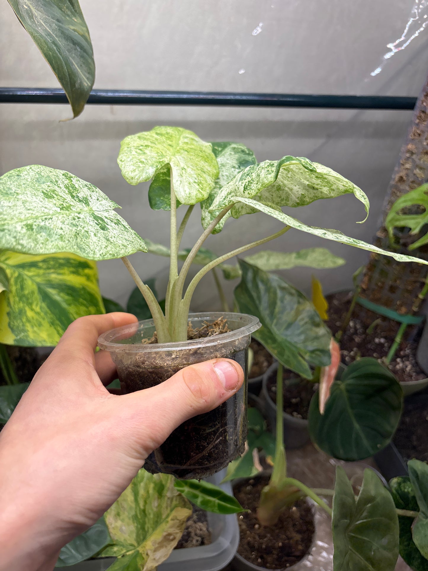 Alocasia Batik Variegata - Plante Rare Panachée