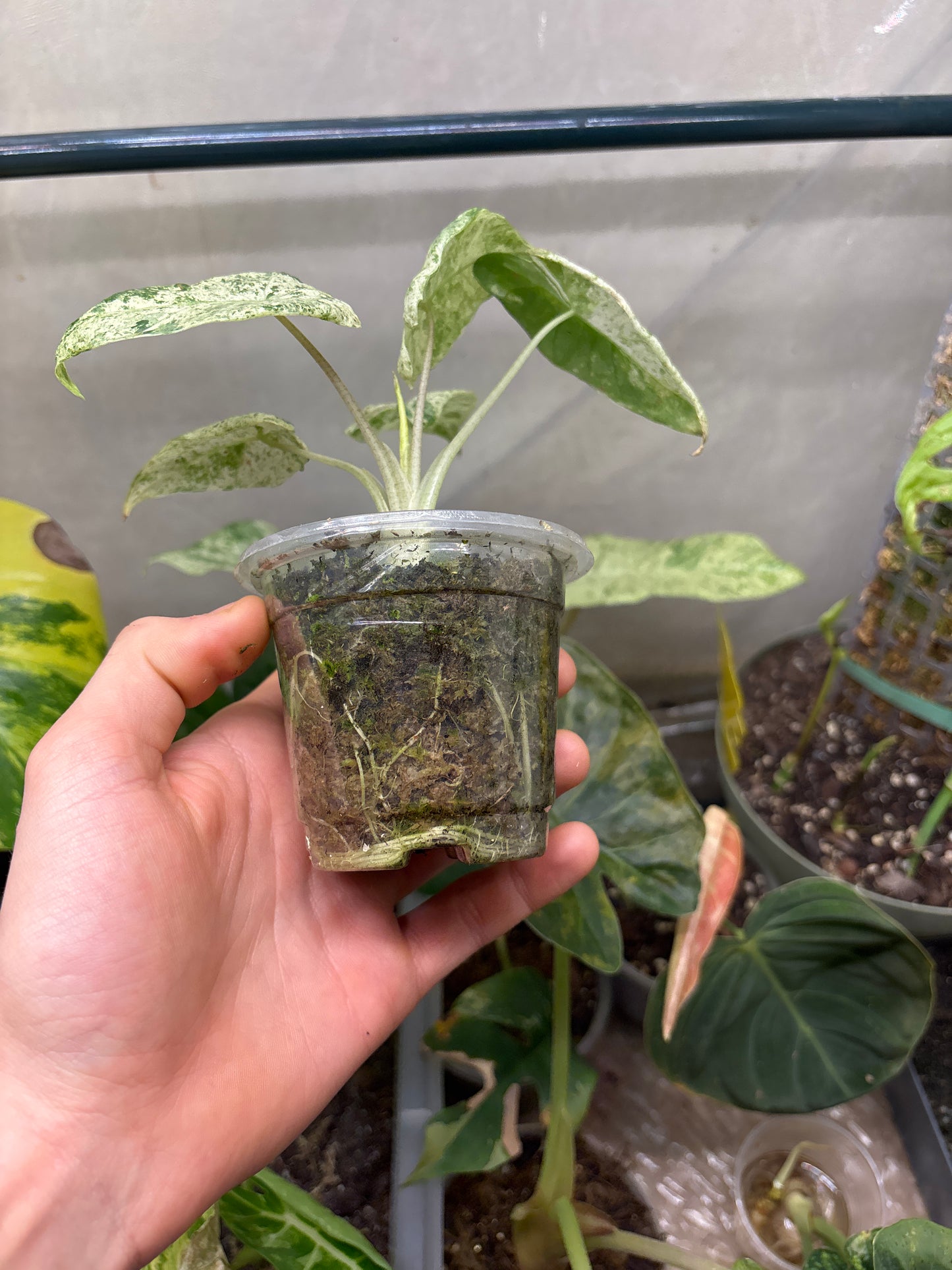 Alocasia Batik Variegata - Plante Rare Panachée
