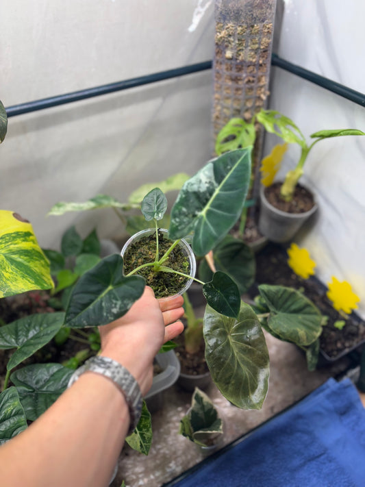 Alocasia Frydek Variegata - Plante Rare d'Intérieur