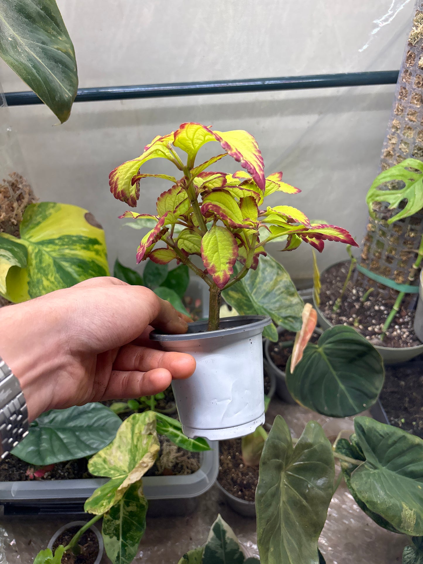 Coleus - Plante d'Intérieur Colorée