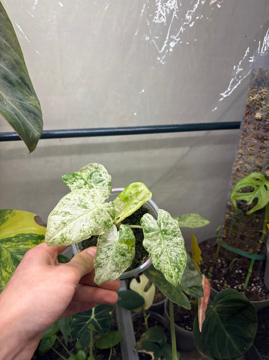 Alocasia Batik Variegata - Plante Rare Panachée