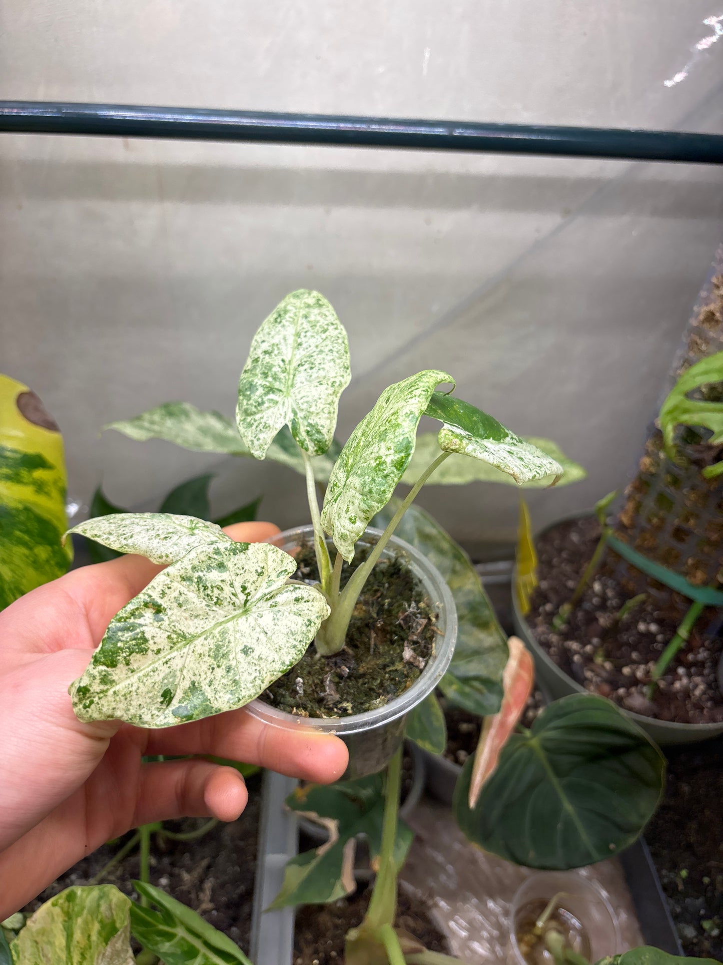 Alocasia Batik Variegata - Plante Rare Panachée