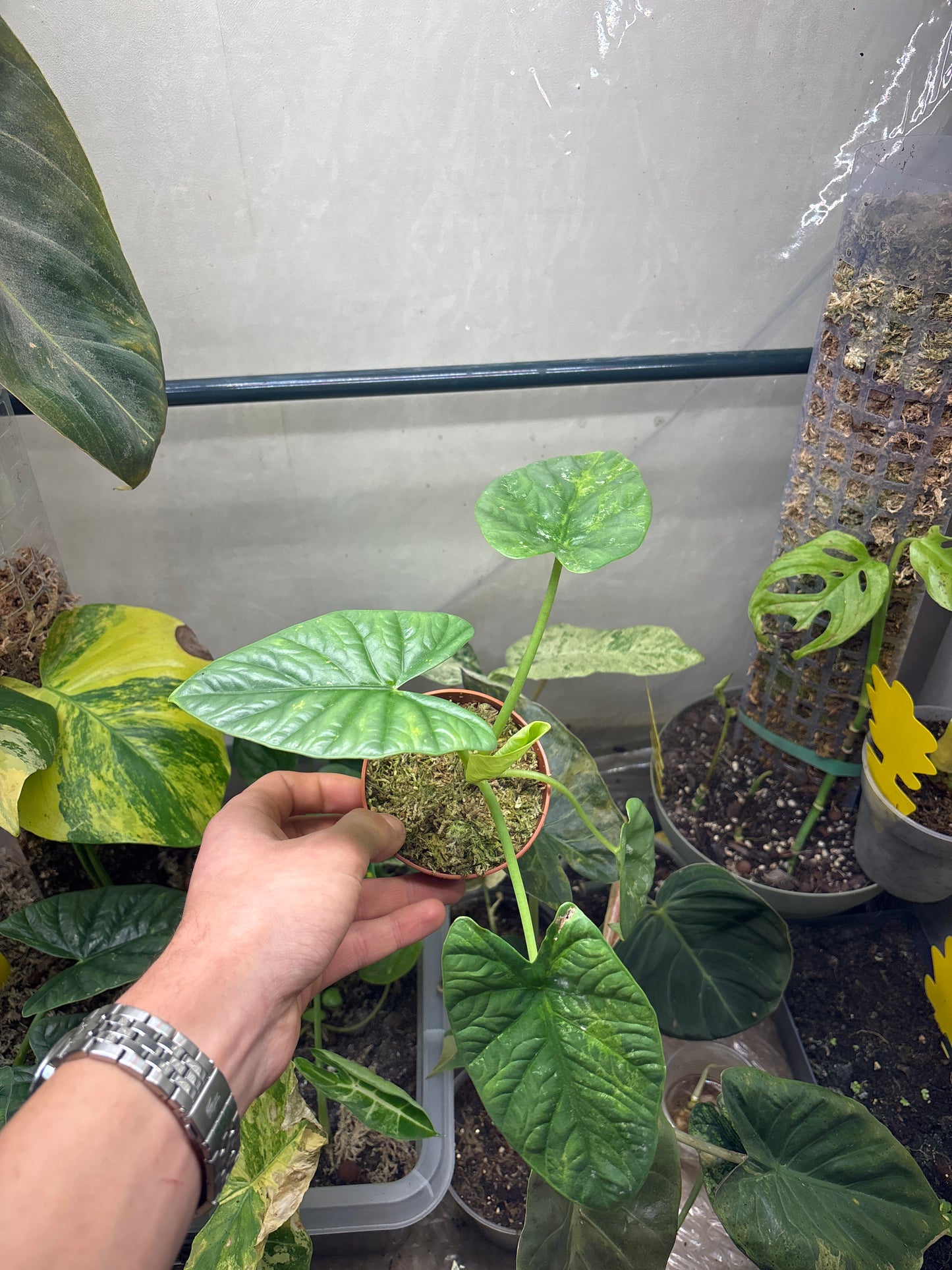 Alocasia Sinuata - Plante Tropicale