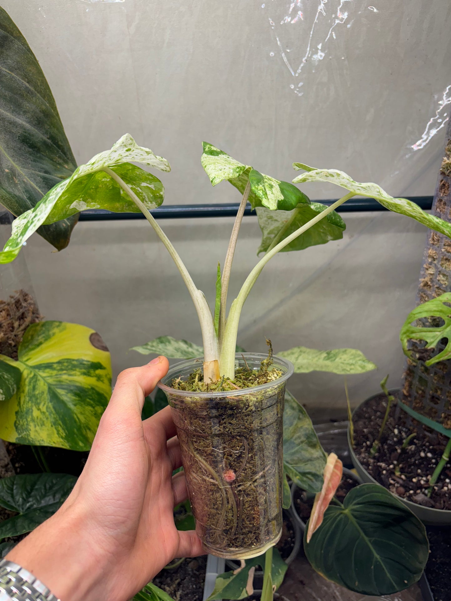 Alocasia Batik Variegata - Plante Rare Panachée