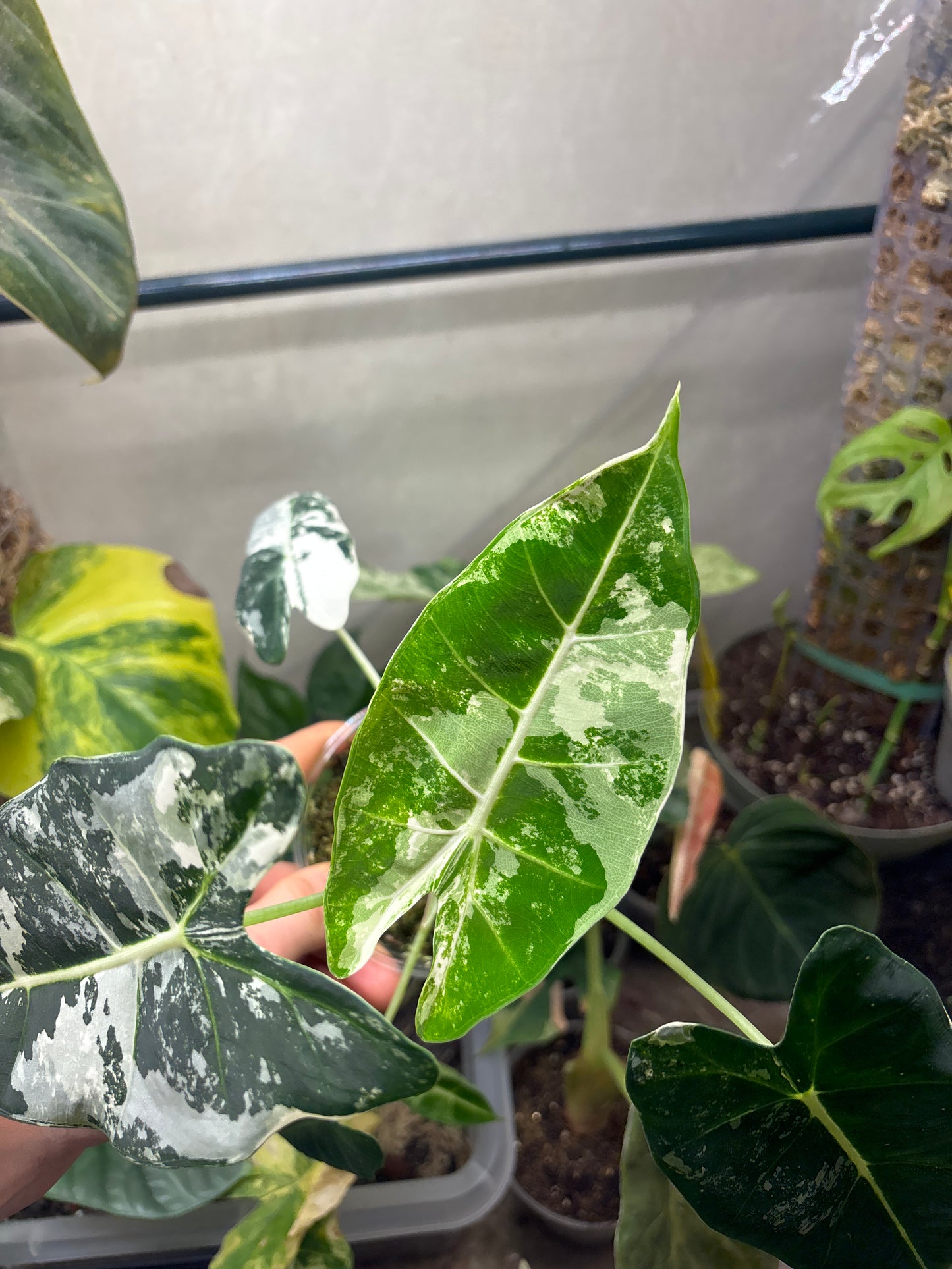 Alocasia Frydek Variegata - Plante Rare d'Intérieur