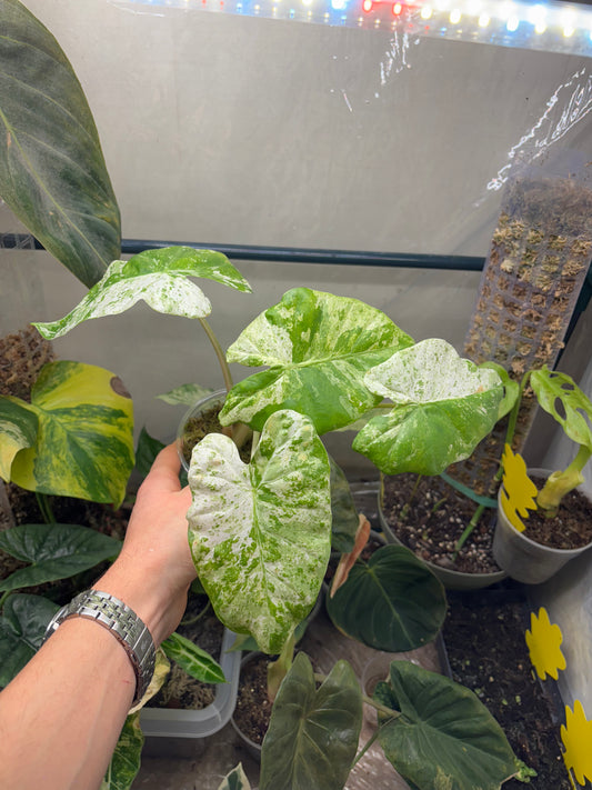 Alocasia Batik Variegata - Plante Rare Panachée