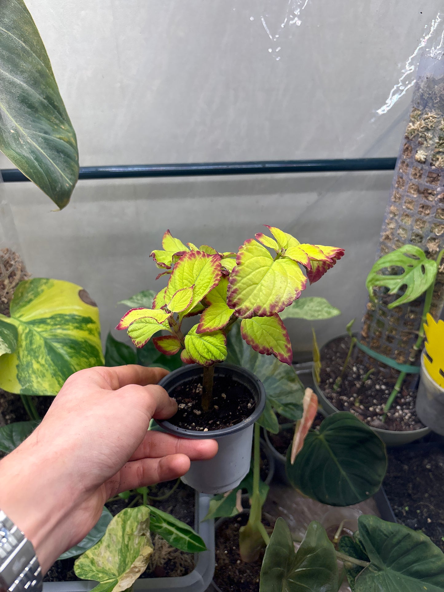 Coleus - Plante d'Intérieur Colorée