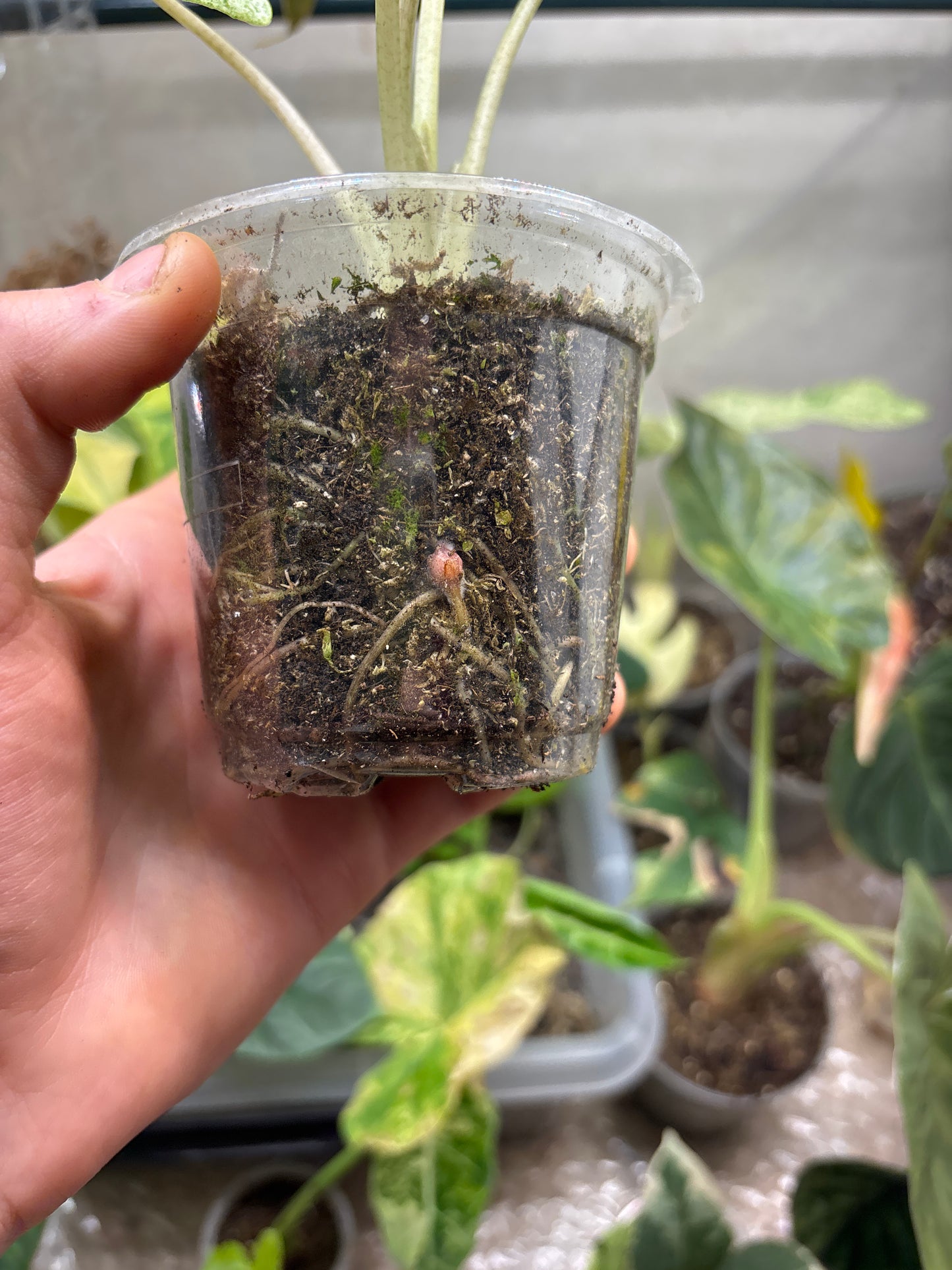 Alocasia Batik Variegata - Plante Rare Panachée