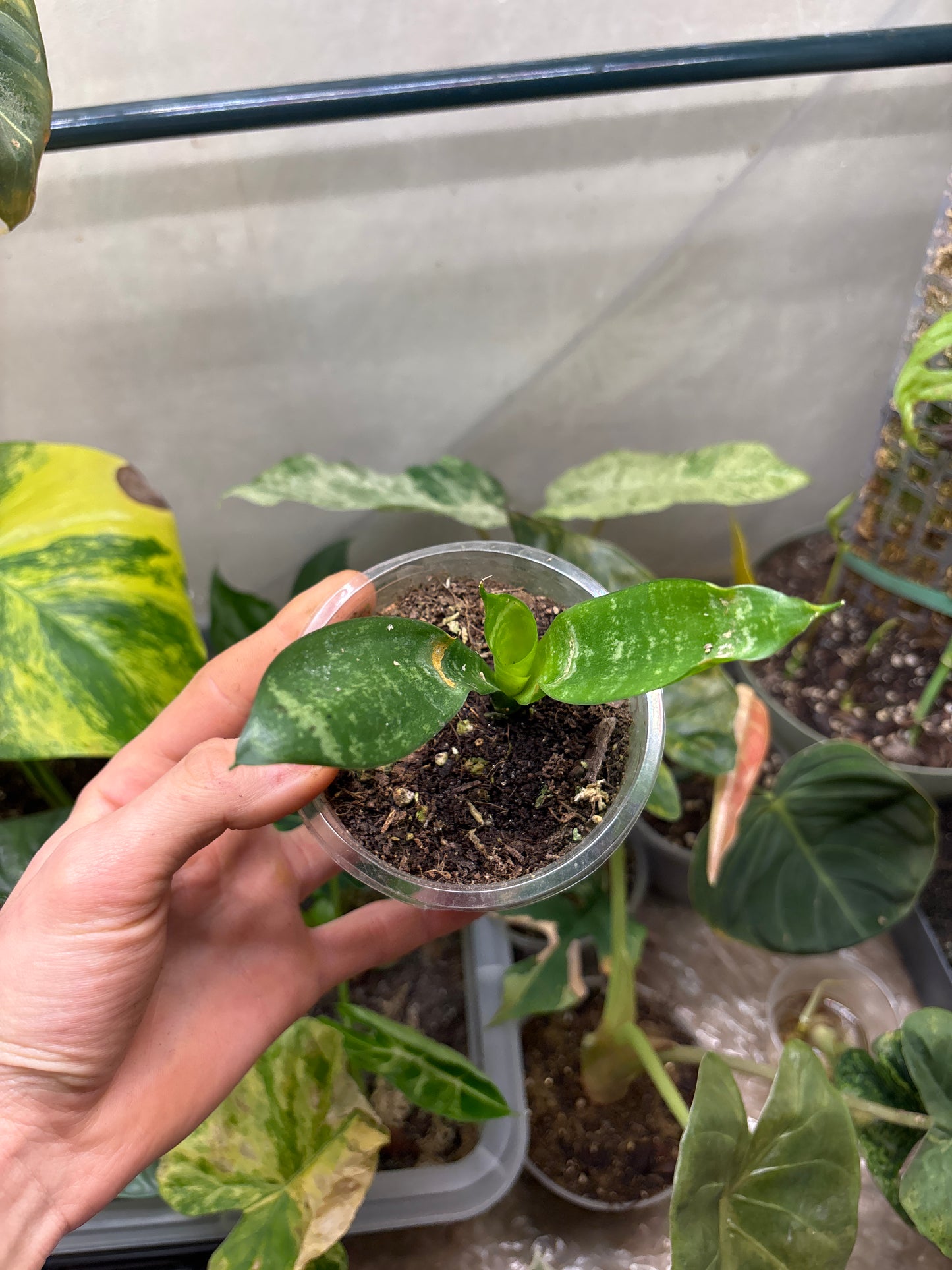 Sansevieria - Langue de Belle-Mère