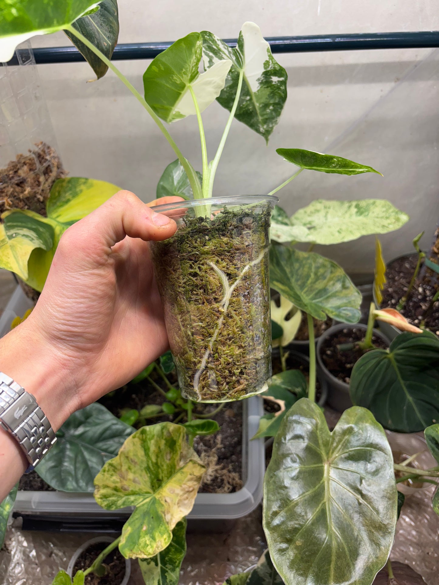 Alocasia Frydek Variegata - Plante Rare d'Intérieur