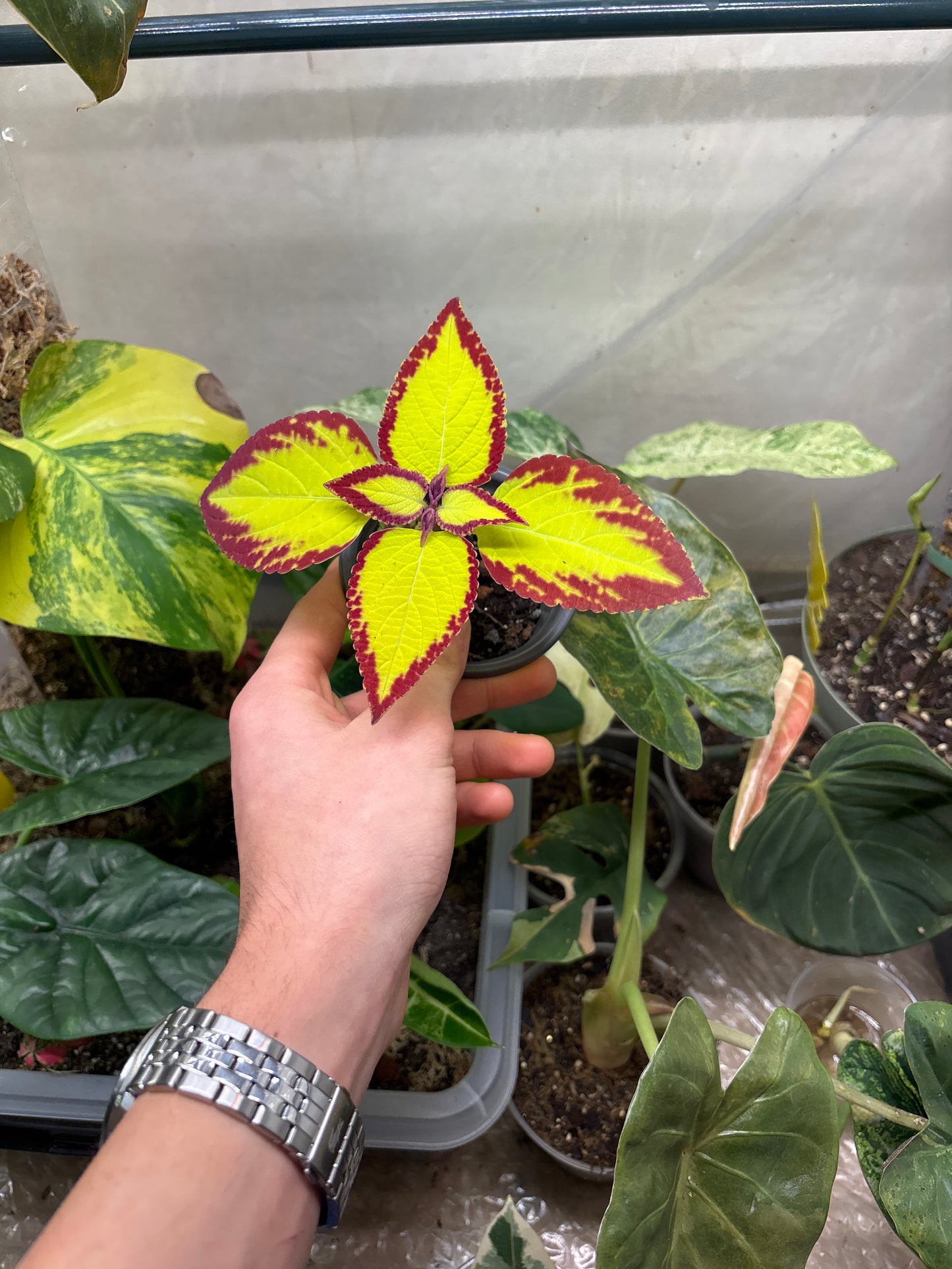 Coleus - Plante d'Intérieur Colorée