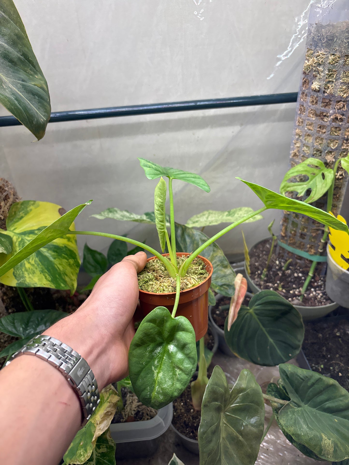 Alocasia Sinuata - Plante Tropicale
