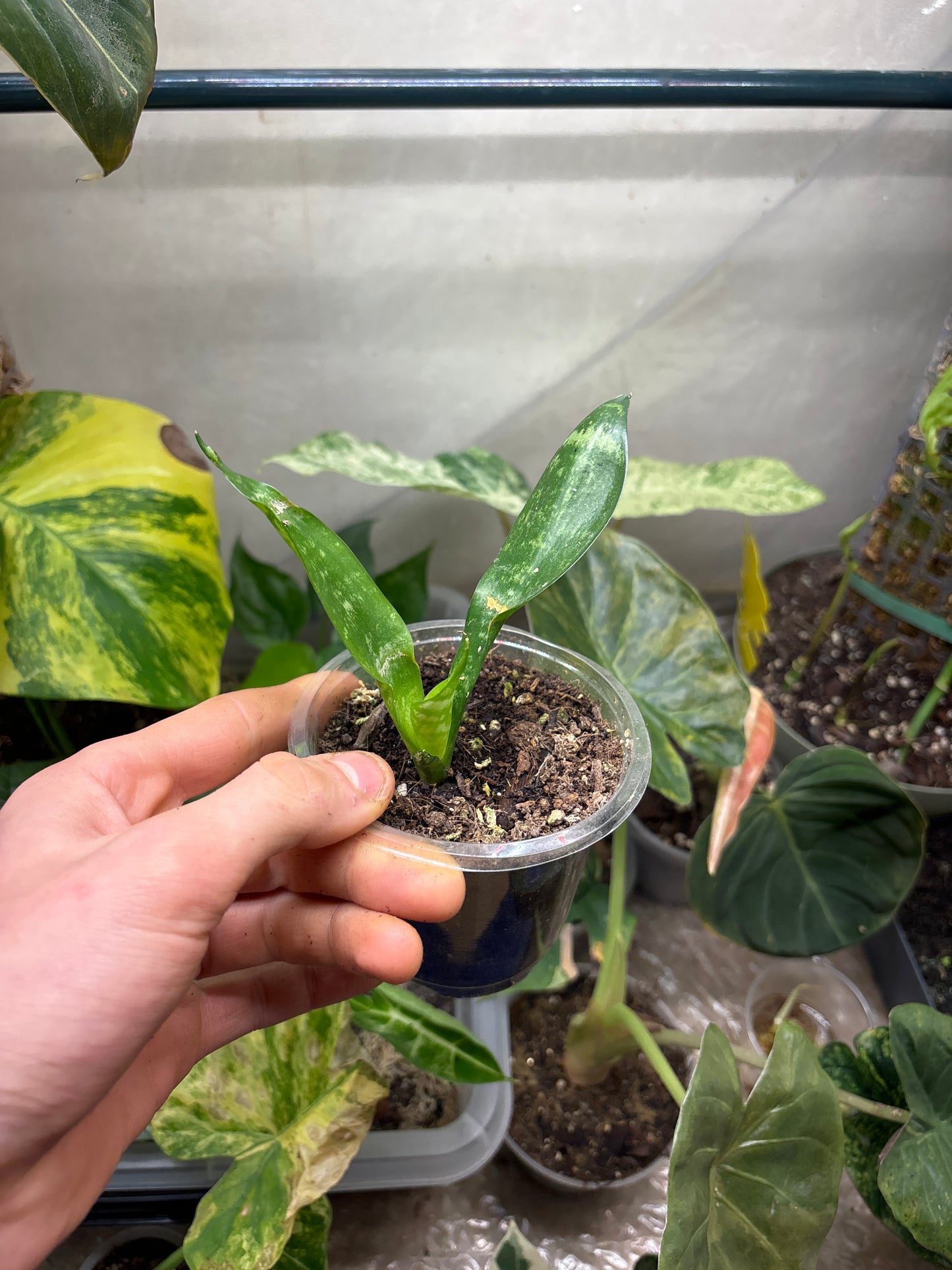 Sansevieria - Langue de Belle-Mère