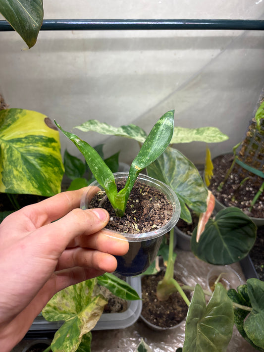 Sansevieria - Langue de Belle-Mère