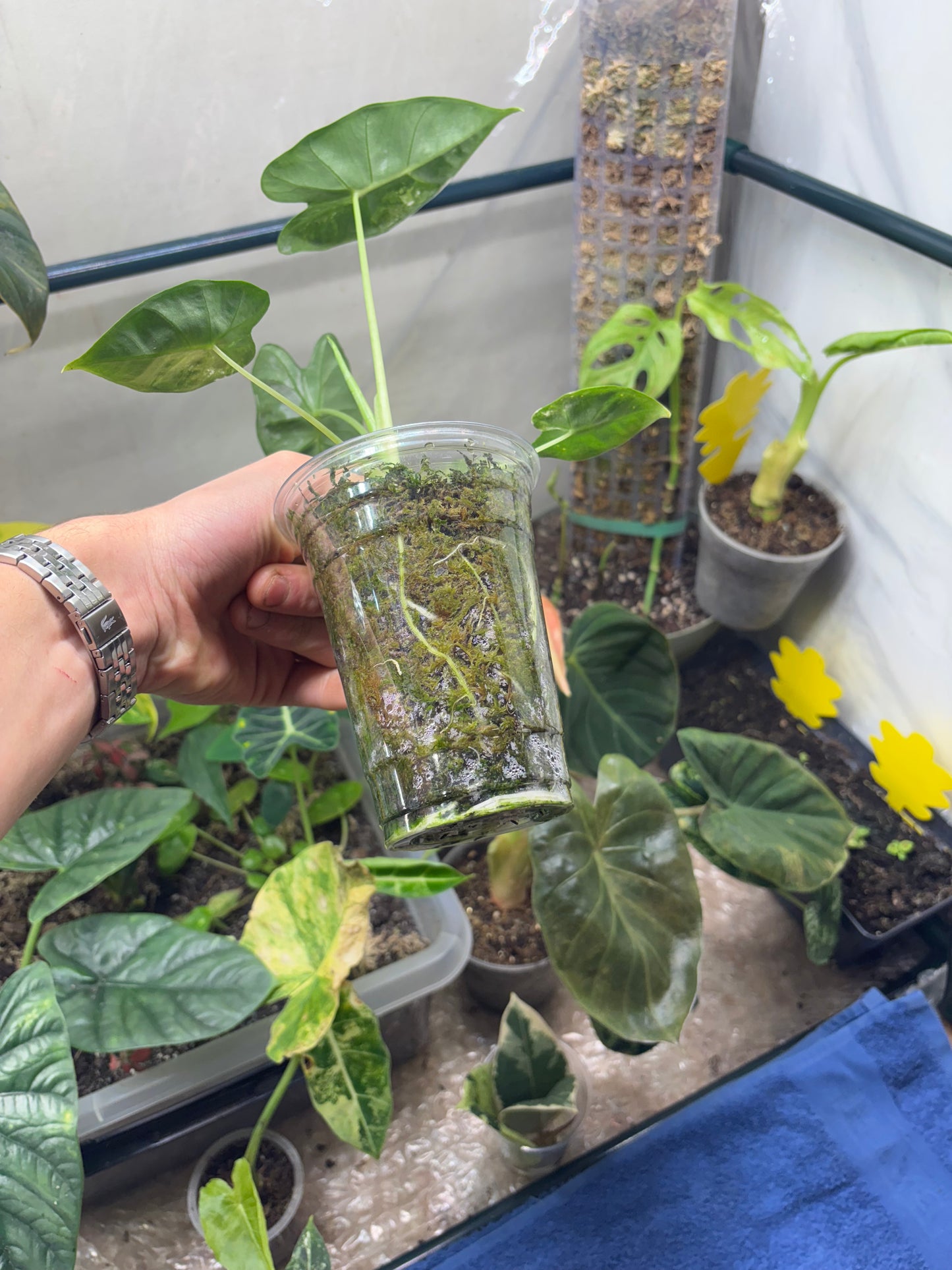 Alocasia Frydek Variegata - Plante Rare d'Intérieur