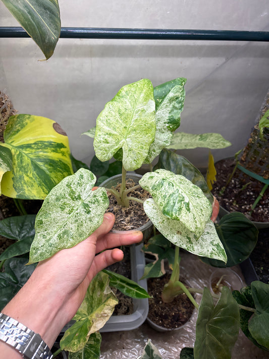 Alocasia Batik Variegata - Plante Rare Panachée