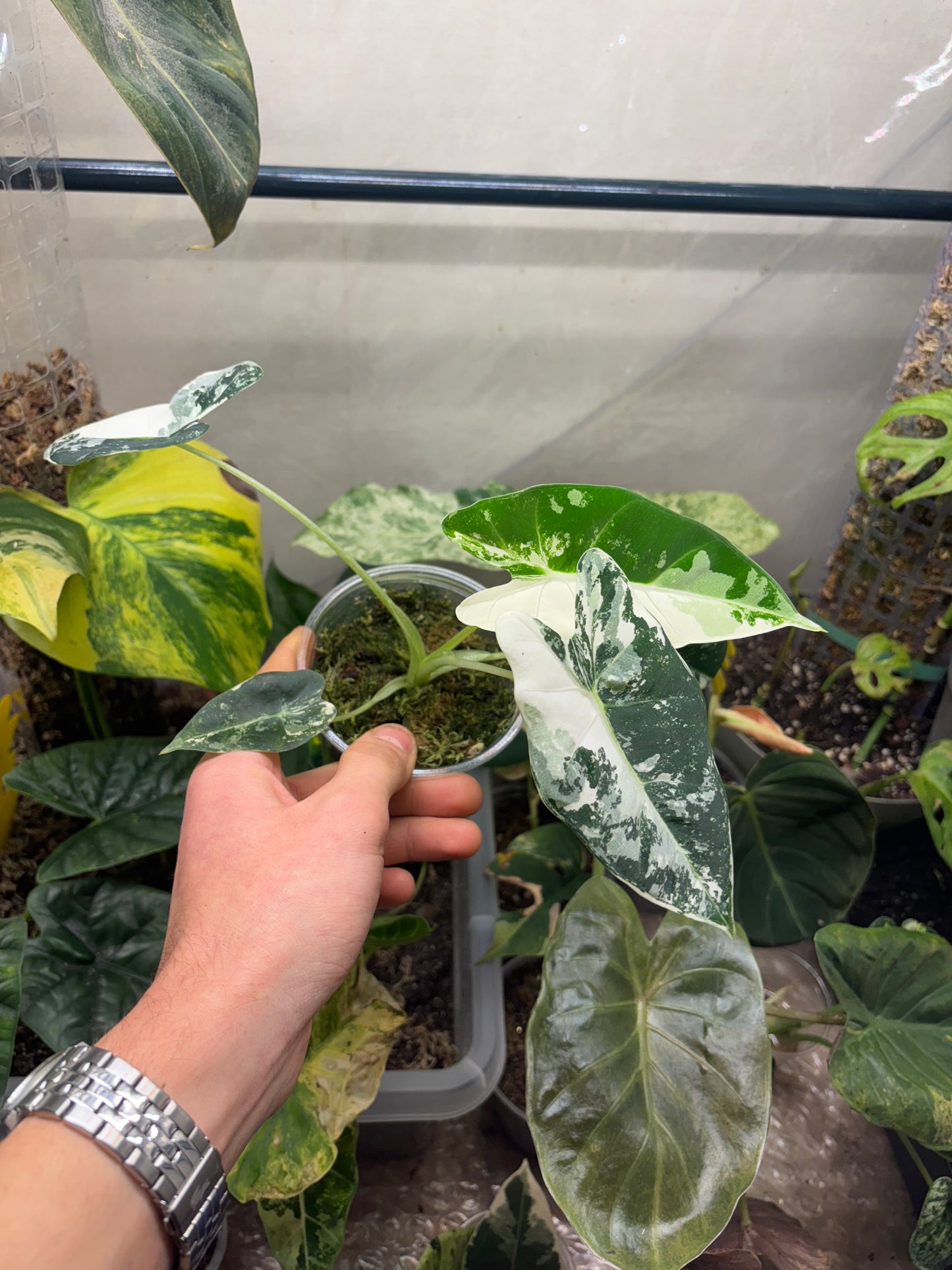 Alocasia Frydek Variegata - Plante Rare d'Intérieur