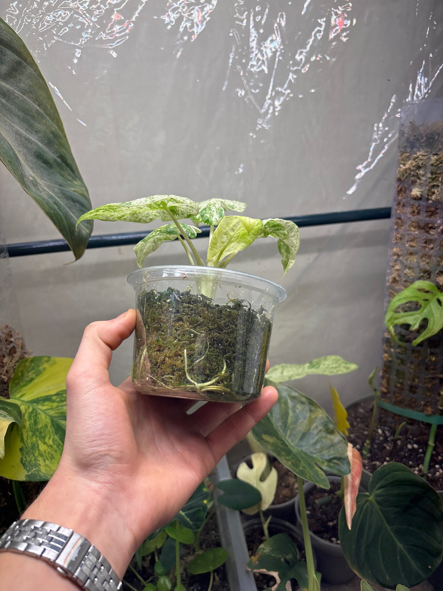 Alocasia Batik Variegata - Plante Rare Panachée