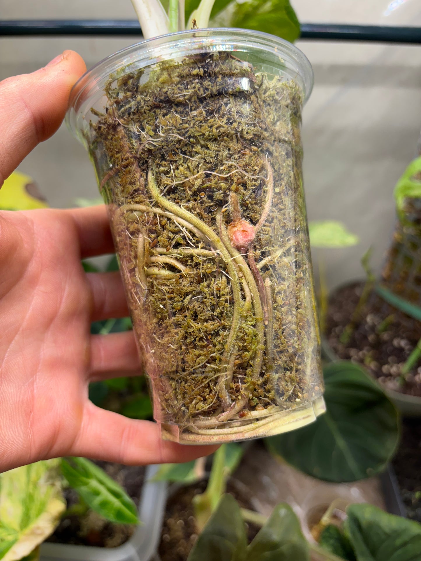 Alocasia Batik Variegata - Plante Rare Panachée