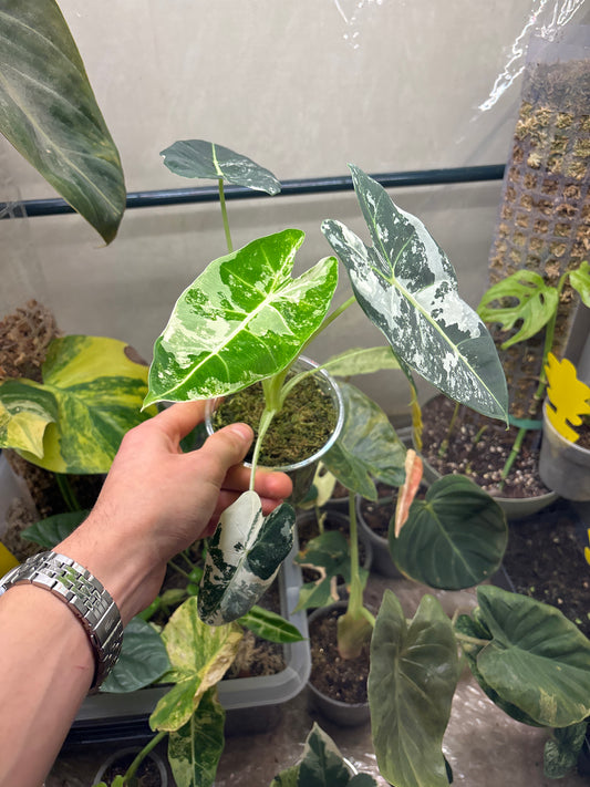 Alocasia Frydek Variegata - Plante Rare d'Intérieur