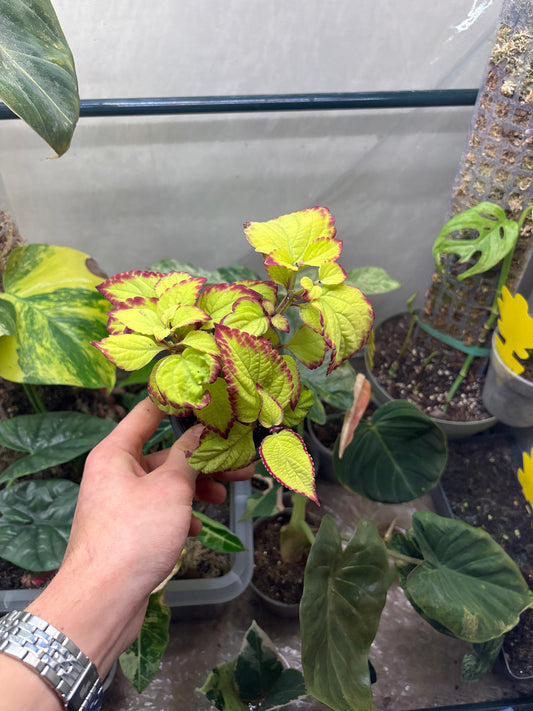 Coleus - Plante d'Intérieur Colorée