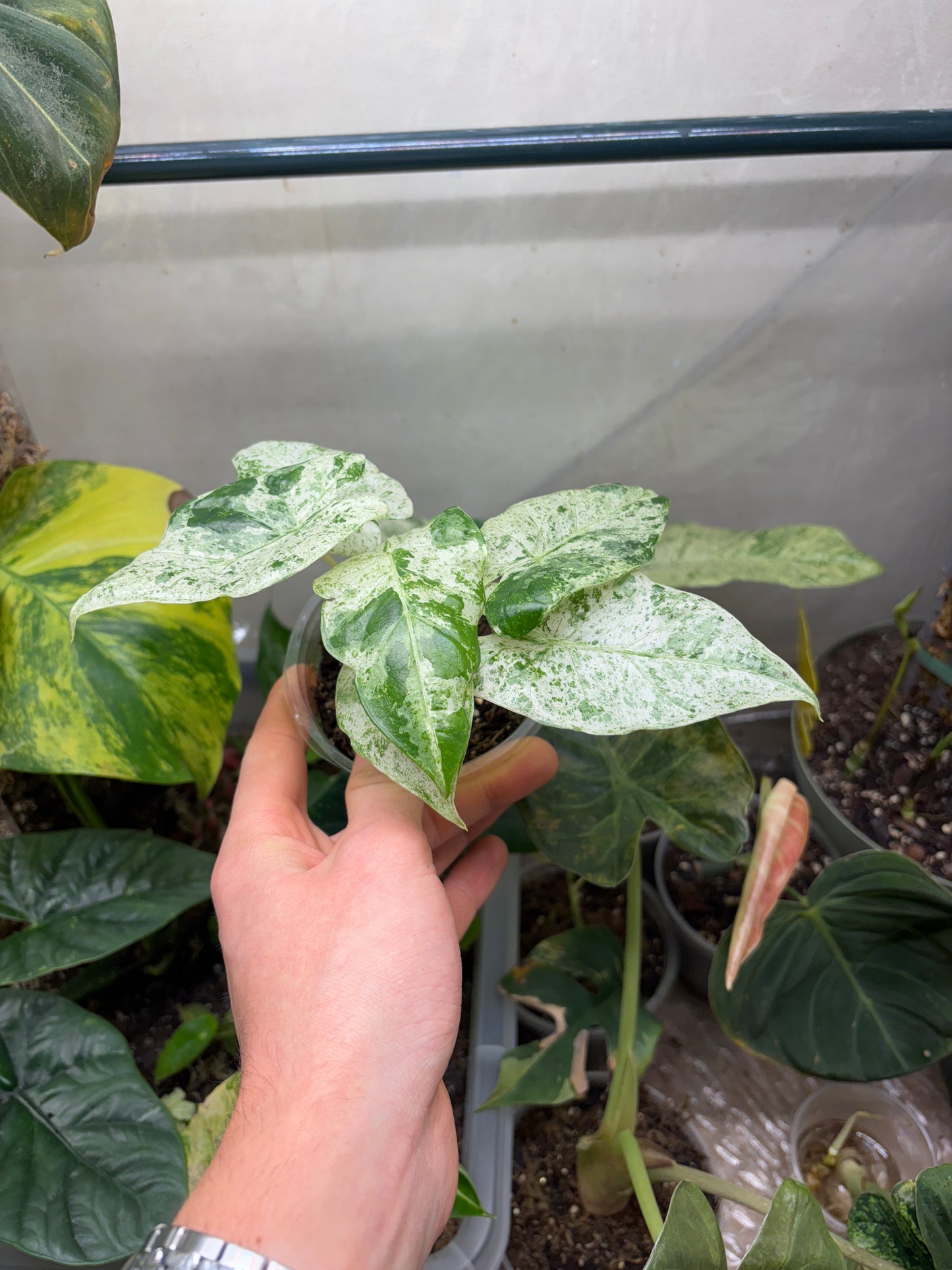 Alocasia Batik Variegata - Plante Rare Panachée