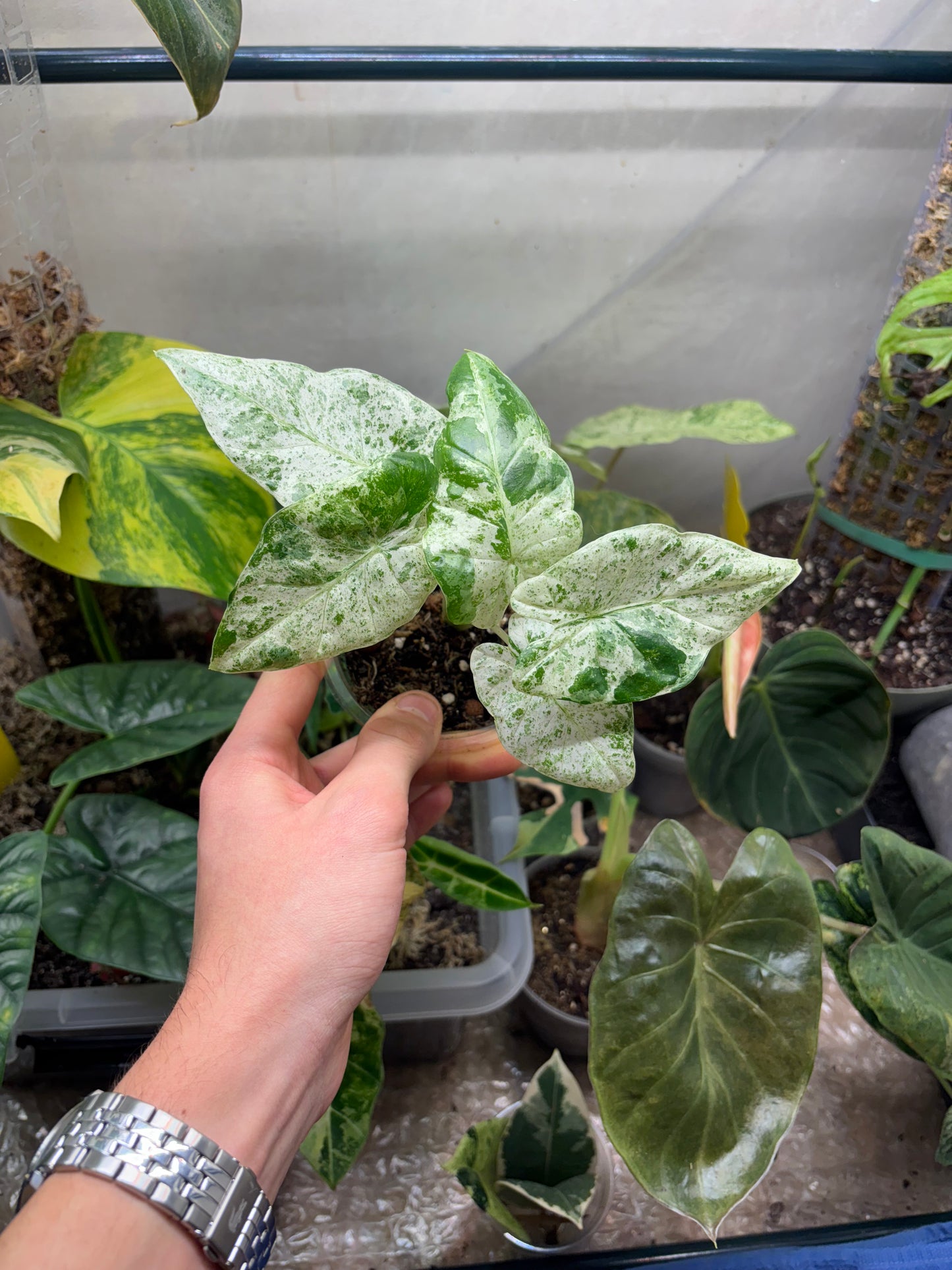 Alocasia Batik Variegata - Plante Rare Panachée