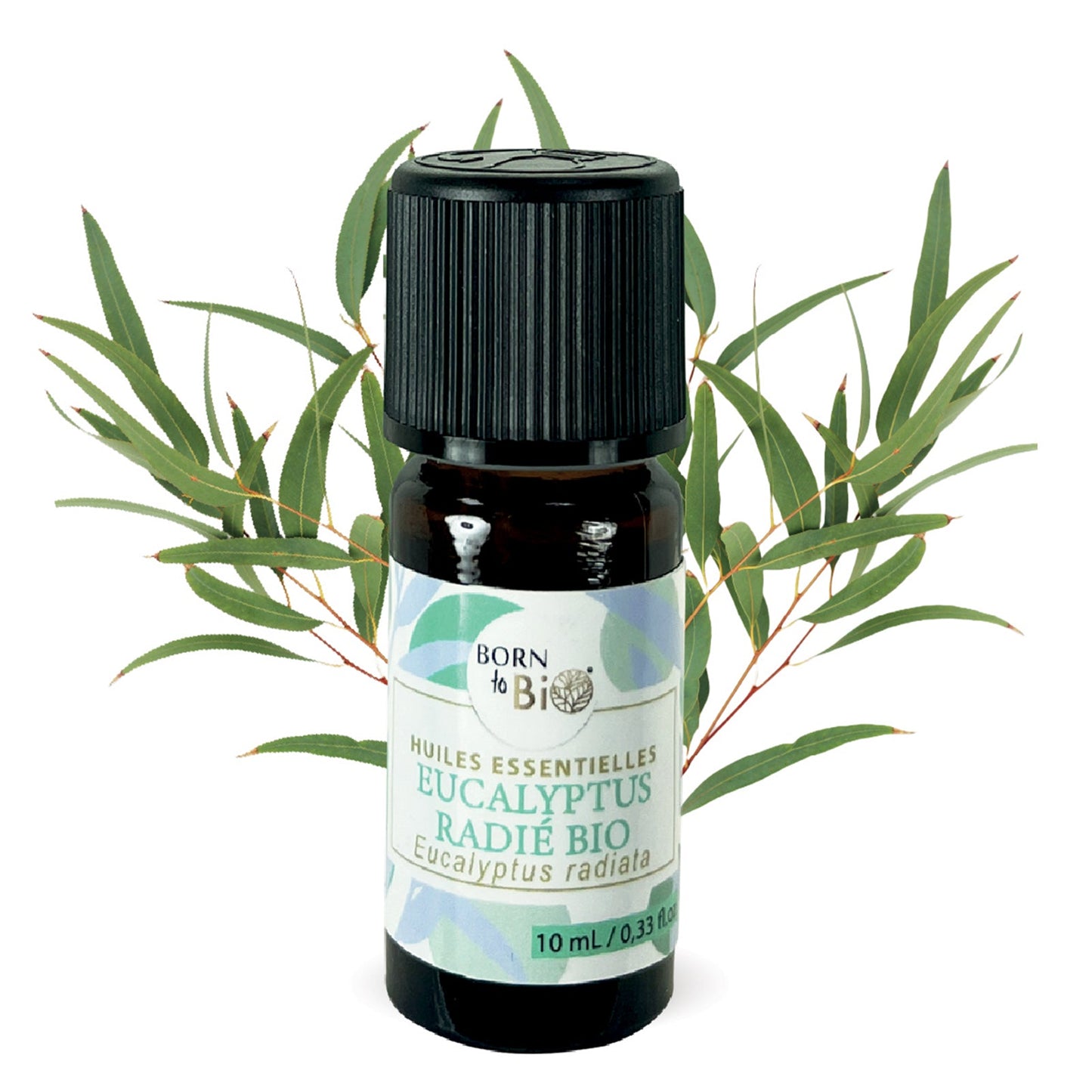Huile essentielle Eucalyptus radié Certifiée Bio
